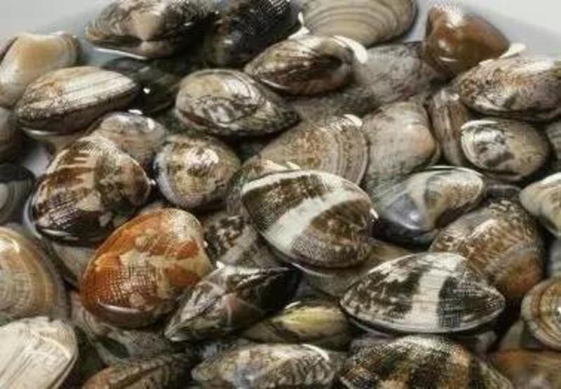 Salt Water Clams